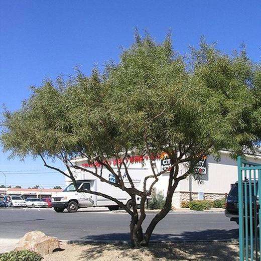 African Sumac Tree, photo courtesy of Star Nursery