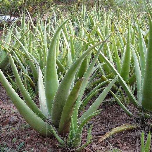 Aloe Vera, photo courtesy of Star Nursery