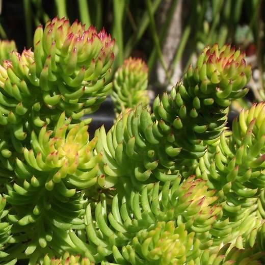 Angelina Sedum, photo courtesy of Star Nursery