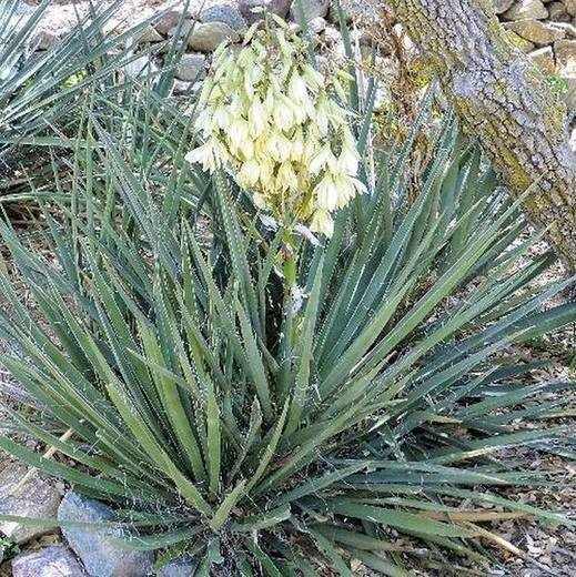 Banana Yucca, photo courtesy of Star Nursery