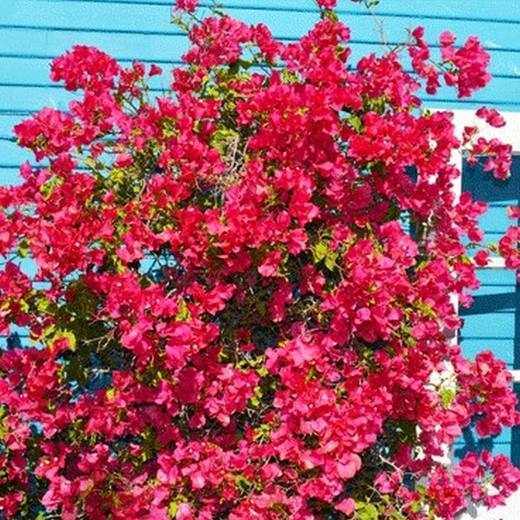 Barbara Karst Bougainvillea, photo courtesy of Star Nursery