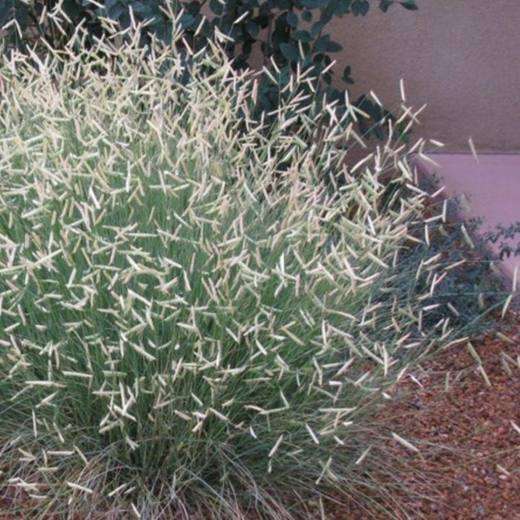 Blonde Ambition Grama Grass, photo courtesy of Star Nursery