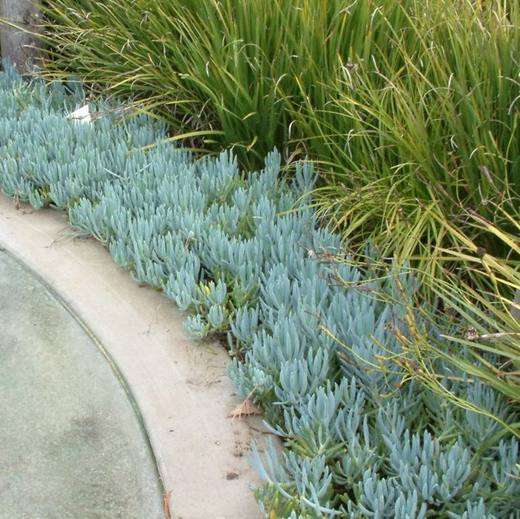 Blue Chalk Stick, photo courtesy of Star Nursery