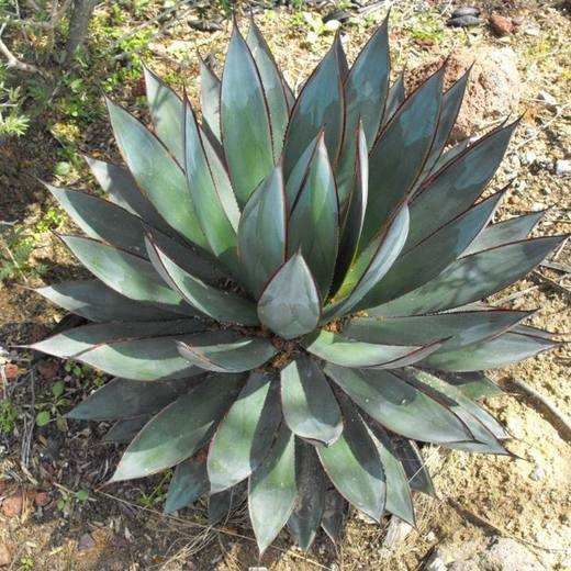 Blue Glow Agave, photo courtesy of Star Nursery