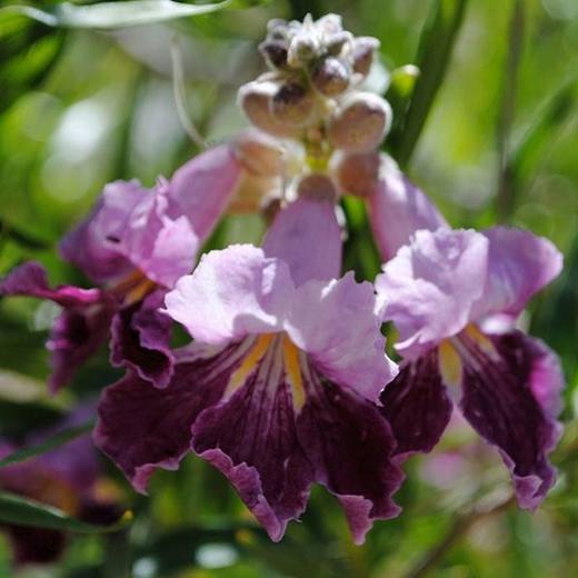 Burgundy Lace Desert Willow Tree, photo courtesy of Star Nursery