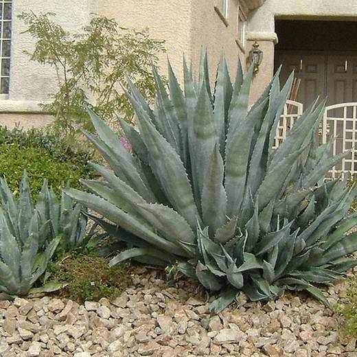 Century Plant, photo courtesy of Star Nursery