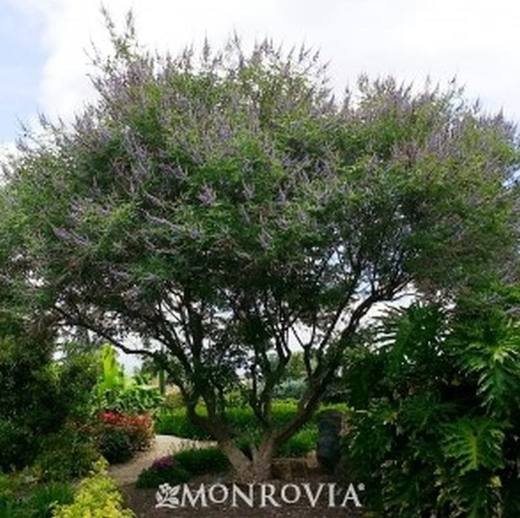 Chaste Tree, photo courtesy of Star Nursery
