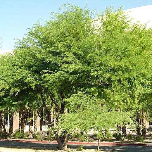Chilean Mesquite Tree, photo courtesy of Star Nursery