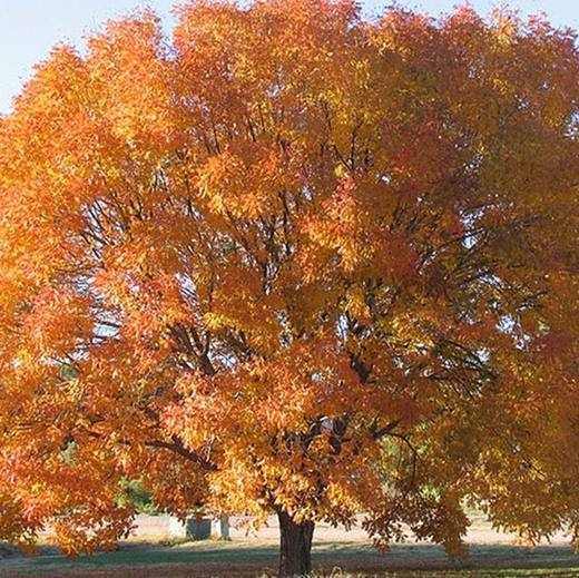 Chinese Pistache Tree, photo courtesy of Star Nursery