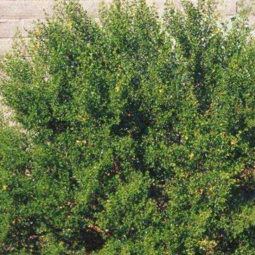Creosote, photo courtesy of Star Nursery