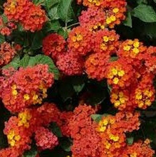 Dallas Red Lantana, photo courtesy of Star Nursery