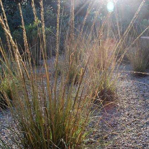 Deer Grass, photo courtesy of Star Nursery