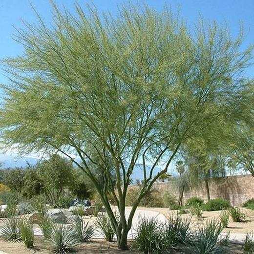 Desert Museum Palo Verde Tree, photo courtesy of Star Nursery