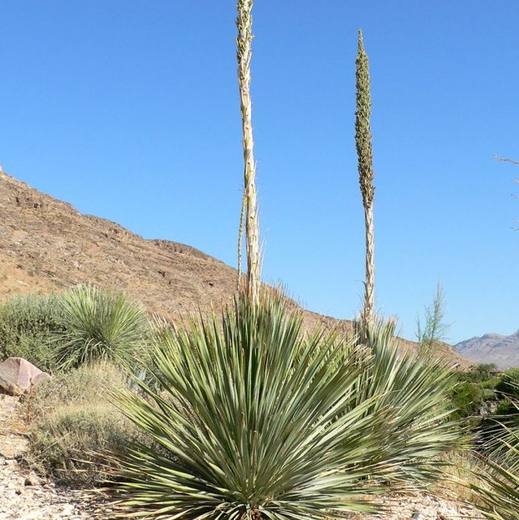 Desert Spoon, photo courtesy of Star Nursery