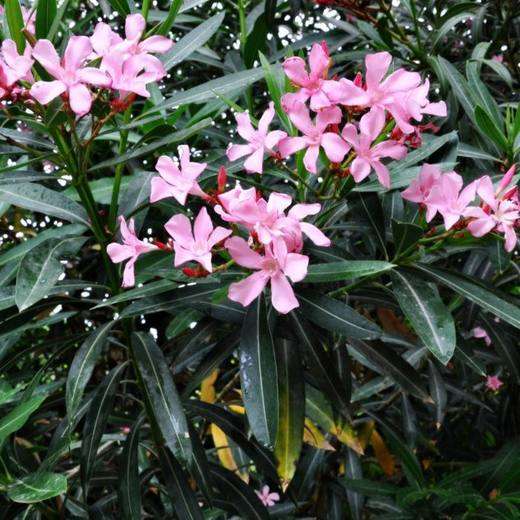 Dwarf Pink Oleander, photo courtesy of Star Nursery