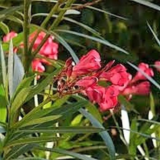 Dwarf Red Oleander, photo courtesy of Star Nursery
