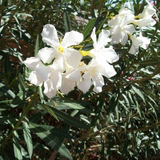 Dwarf White Oleander, photo courtesy of Star Nursery