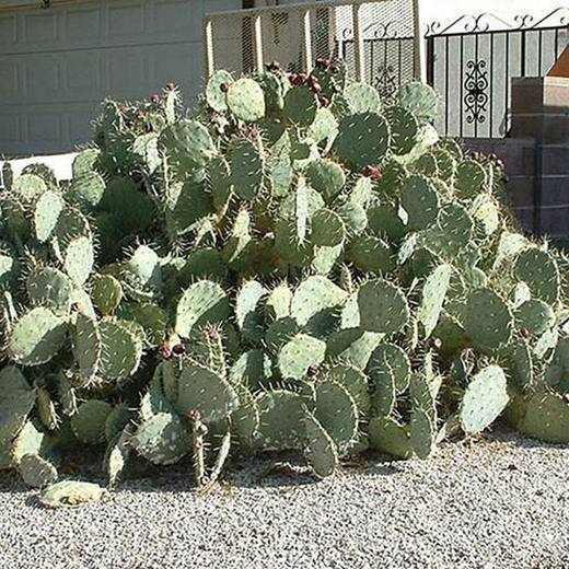 Engelmann Prickly Pear, photo courtesy of Star Nursery
