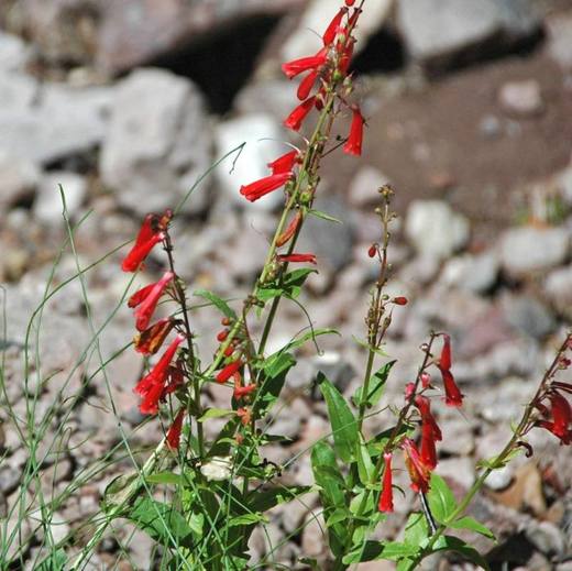 Firecracker Penstemon, photo courtesy of Star Nursery