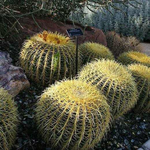 Golden Barrel, photo courtesy of Star Nursery