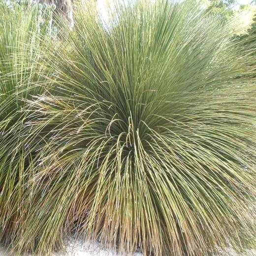 Grasstree, photo courtesy of Star Nursery
