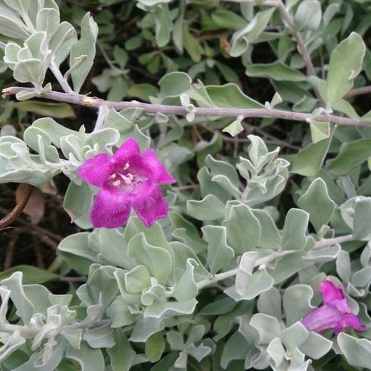 Gray Cloud Texas Sage, photo courtesy of Star Nursery