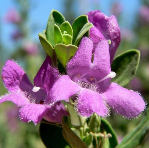 Green Cloud Texas Sage, photo courtesy of Star Nursery