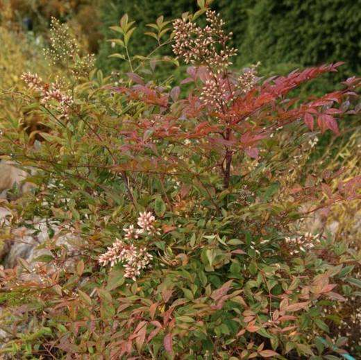 Heavenly Bamboo, photo courtesy of Star Nursery