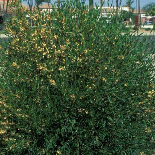 Hopseed Bush, photo courtesy of Star Nursery