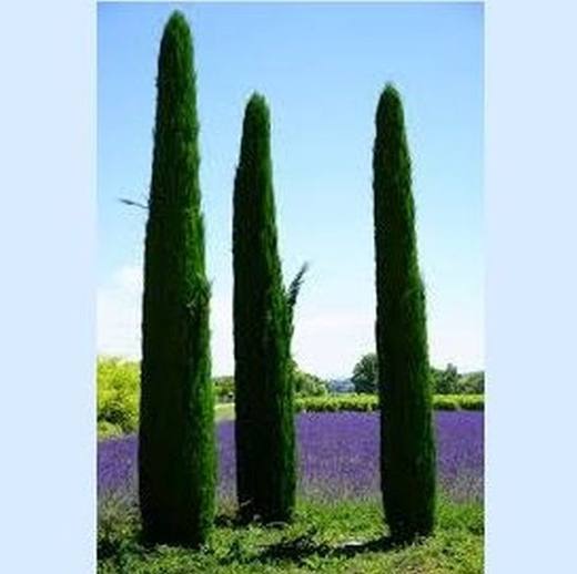 Italian Cypress, photo courtesy of Star Nursery