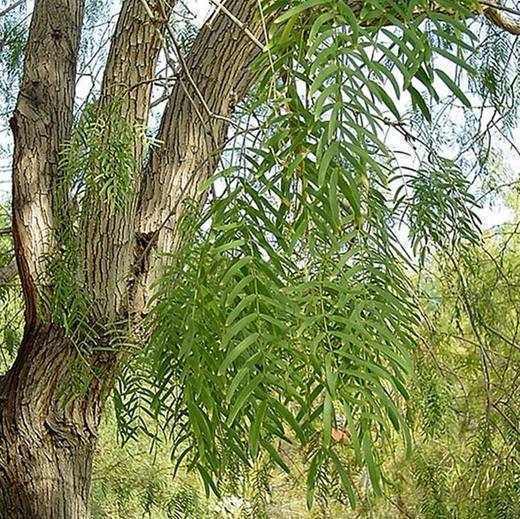Maverick Honey Mesquite Tree, photo courtesy of Star Nursery
