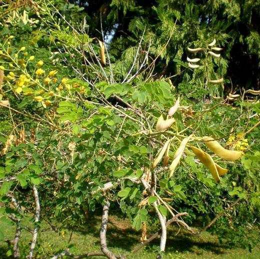 Mexican Bird of Paradise, photo courtesy of Star Nursery