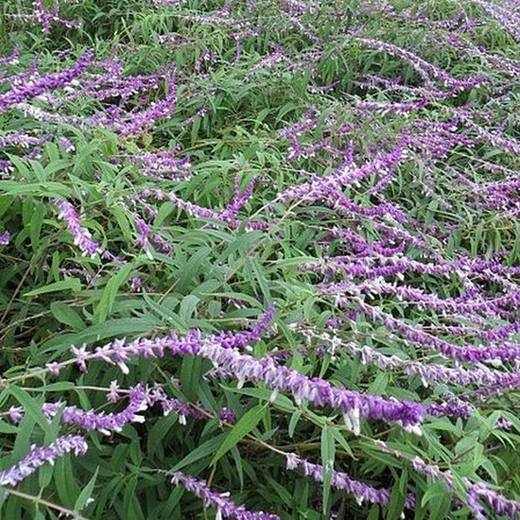 Mexican Bush Sage, photo courtesy of Star Nursery