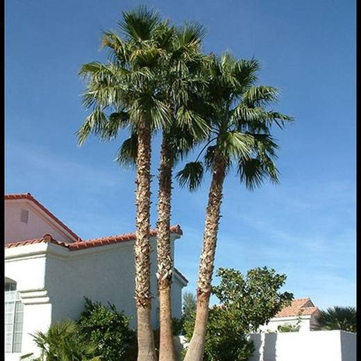 Mexican Fan Palm, photo courtesy of Star Nursery