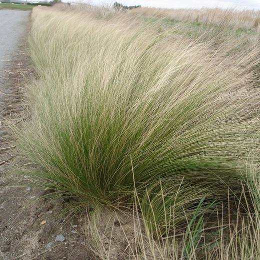 Mexican Feather Grass, photo courtesy of Star Nursery