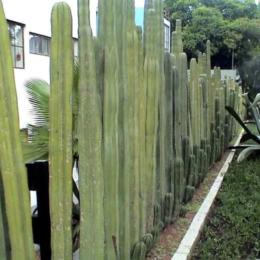 Mexican Fence Post, photo courtesy of Star Nursery