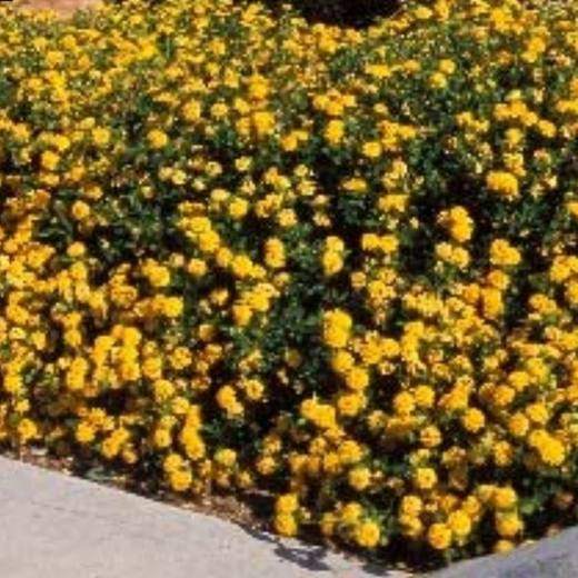 New Gold Lantana, photo courtesy of Star Nursery