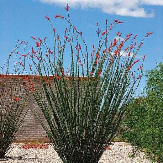 Ocotillo, photo courtesy of Star Nursery