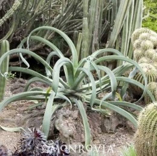 Octopus Agave, photo courtesy of Star Nursery