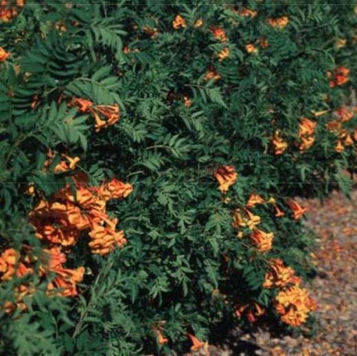 Orange Jubilee Bells, photo courtesy of Star Nursery