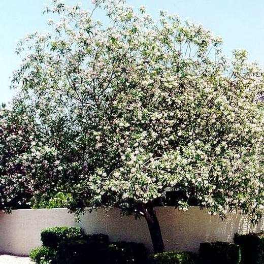 Pink Dawn Chitalpa Tree, photo courtesy of Star Nursery