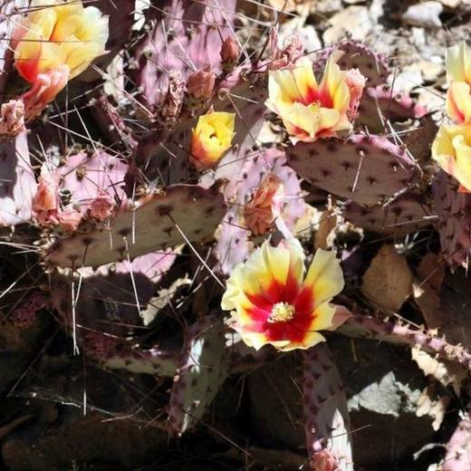 Purple Prickly Pear, photo courtesy of Star Nursery