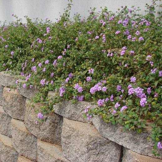 Purple Trailing Lantana, photo courtesy of Star Nursery