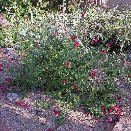 Red Autumn Sage, photo courtesy of Star Nursery