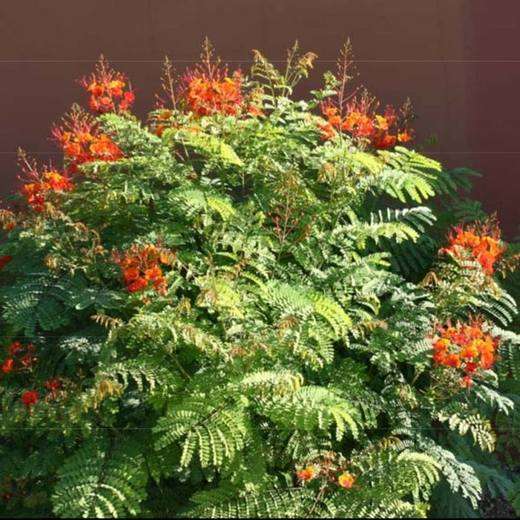 Red Bird of Paradise, photo courtesy of Star Nursery