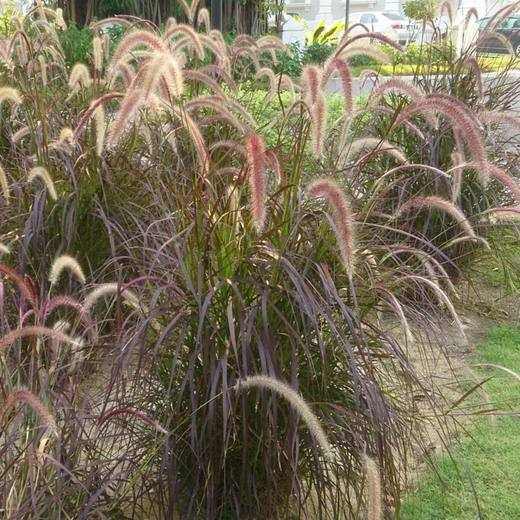 Red Fountain Grass, photo courtesy of Star Nursery