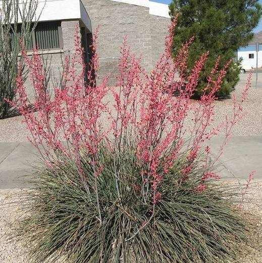 Red Yucca, photo courtesy of Star Nursery