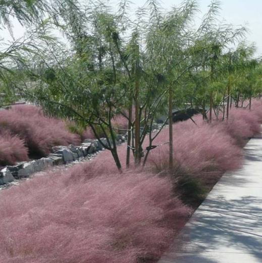 Regal Mist Grass, photo courtesy of Star Nursery