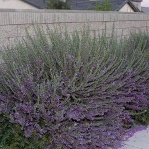 Rio Bravo Texas Sage, photo courtesy of Star Nursery
