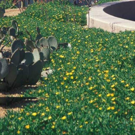 Rocky Point Ice Plant, photo courtesy of Star Nursery